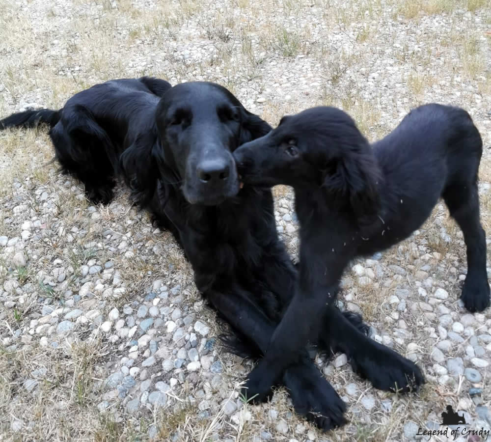 Cuccioli Flat Coated Retriever