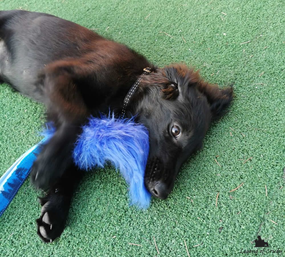 Cuccioli Flat Coated Retriever