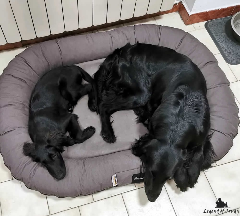 Cuccioli Flat Coated Retriever